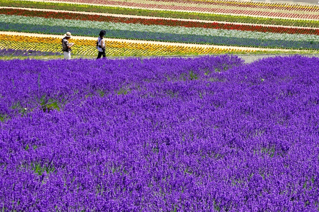 北海道の夏 ラベンダー畑