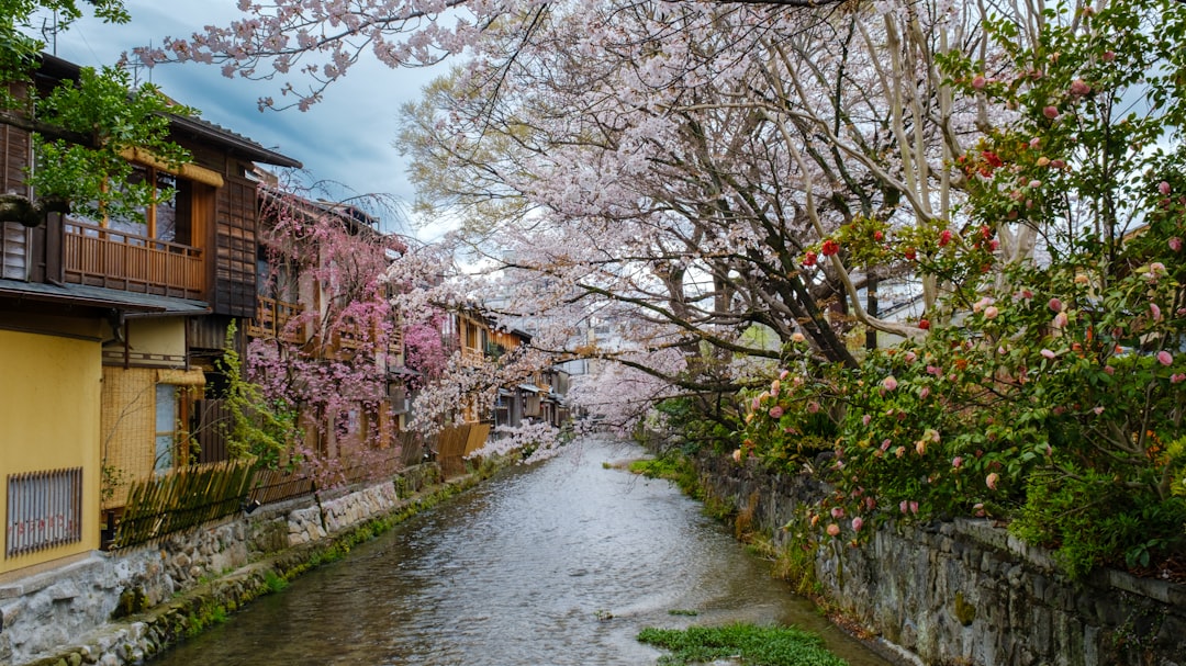 京都の桜（イメージ）